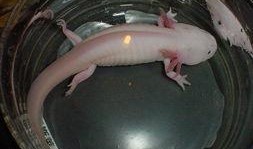 黑哥爆料娃娃鱼视频,神秘娃娃鱼真实影像首度曝光