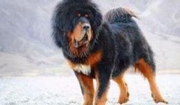 网友爆料藏獒视频大全,网友爆料视频大全，领略神秘犬种魅力